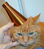 cat with brass cone on its head